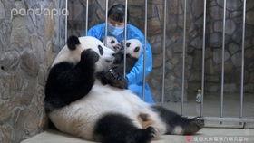 妈咪，你认错老公啦,错嫁真命天子